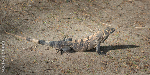 Large Black Iguana (Ctenosaura similis) sunning himself on the ground. 