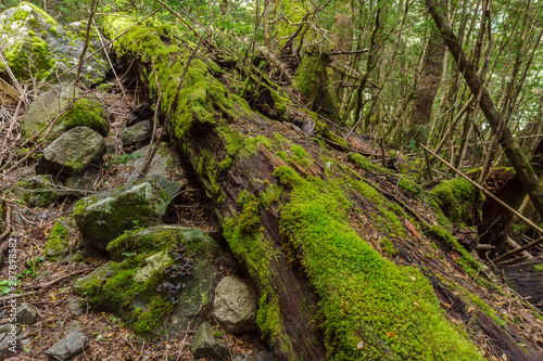 Mossy tree trunk, Nahuel Huapi National Park, Patagonia, Argentina