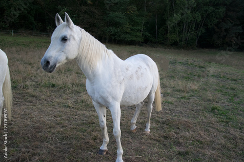 white horse on meadow