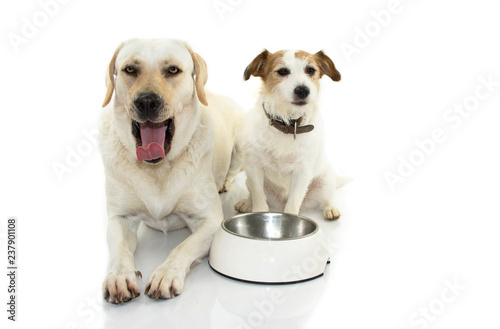 BORED DOG FOOD. TWO PUPPIES  LABRADOR AND JACK RUSSELL WITH A EMPTY WHITE BOWL  MAKING A DISPLEACED FACE. ISOLATED STUDIO SHOT  AGAINT WHITE BACKGROUND.