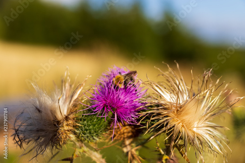 Honey bee on a violet pink flower of Thistle (Carduus) surrounded with two faded blossoms and meadow near the forest in the blurry background
