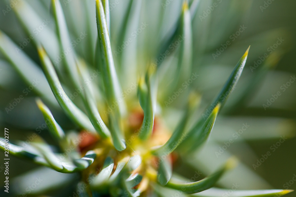 Fototapeta premium Fir tree needles.