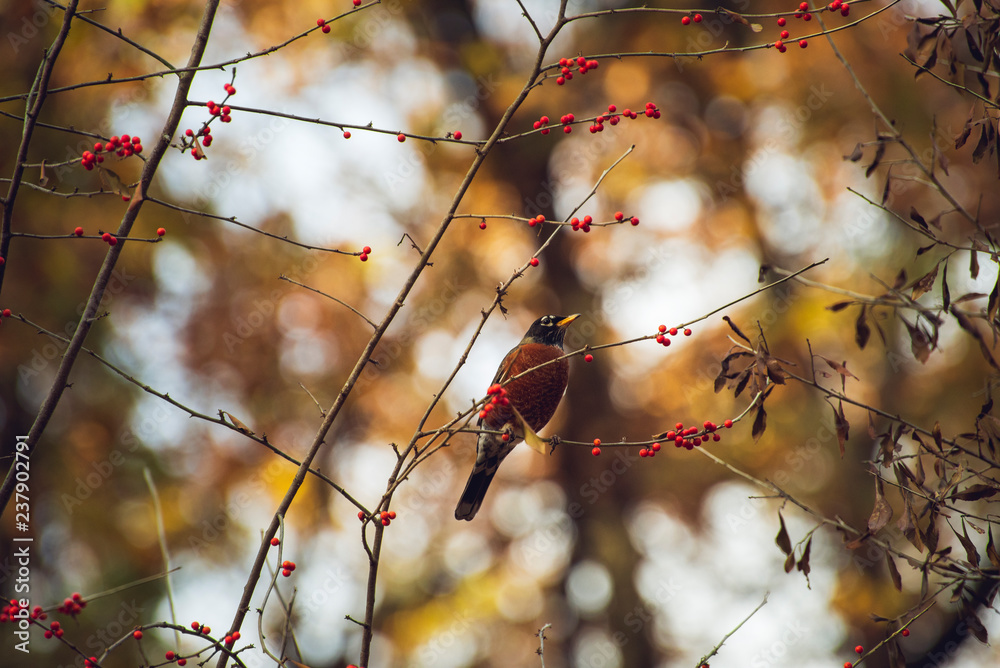 Robin eating red berries on a tree in the woods in Autumn Robin eating red berries on a tree in the woods in Autumn