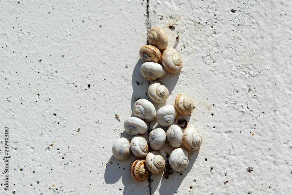 escargots sur un mur Stock Photo Adobe Stock