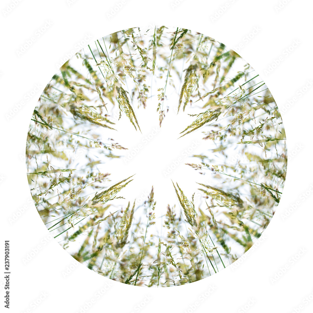 flowering grass in the circle in detail - allergens flowering grass in the circle in detail - allergens