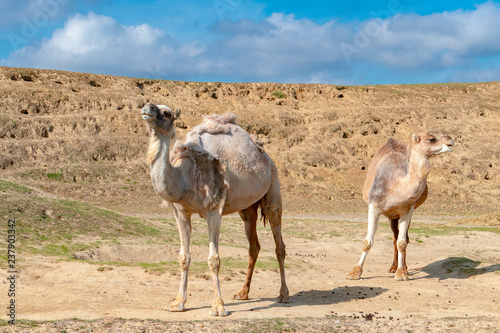 Camel in desert in Israel  Negev