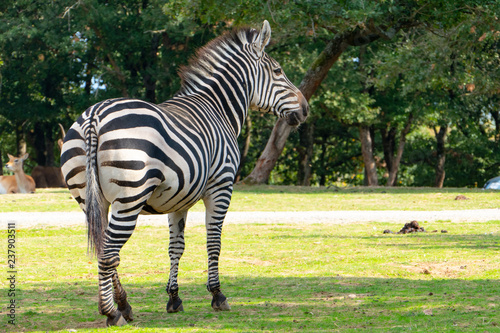 african plains zebra on the dry brown savannah grasslands browsing and grazing. focus is on the zebra with the background blurred  the animal is vigilant while it feeds