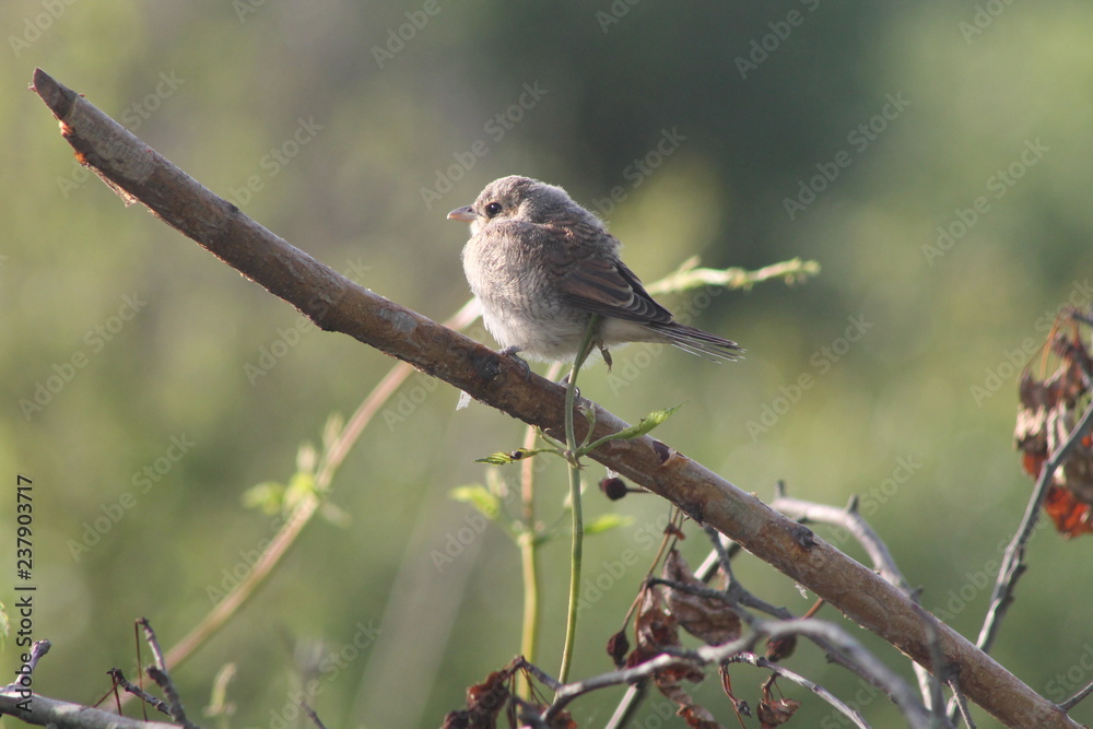 baby bird Shrike on a branch