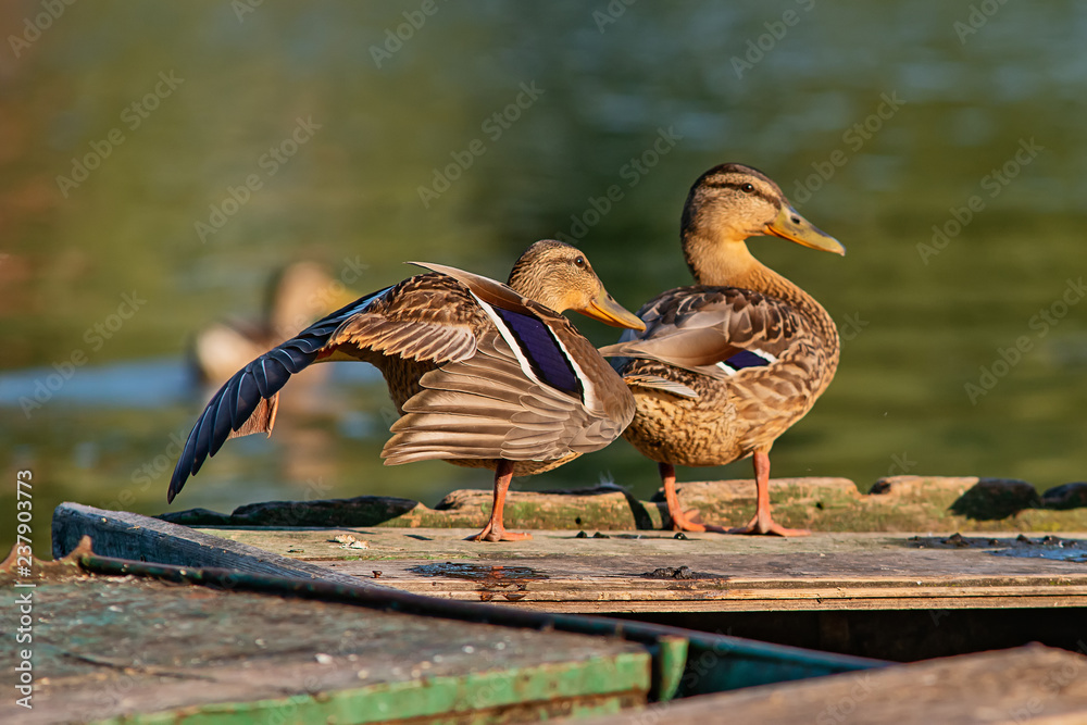 Naklejka premium Female mallard duck (anas platyrhynchos) on Danube river. Duck rests on the boat.