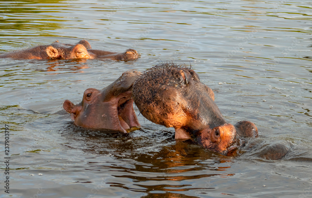 Fototapeta premium A group of common hippopotamus (Hippopotamus amphibius), or hippo, in the South Luangwa river, South Luangwa, Zambia, Africa