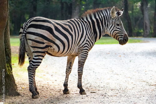 african plains zebra on the dry brown savannah grasslands browsing and grazing. focus is on the zebra with the background blurred  the animal is vigilant while it feeds