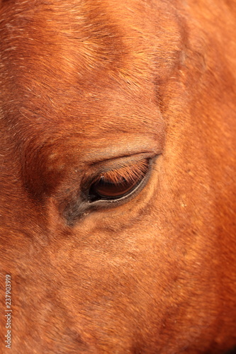 horse eyes look low