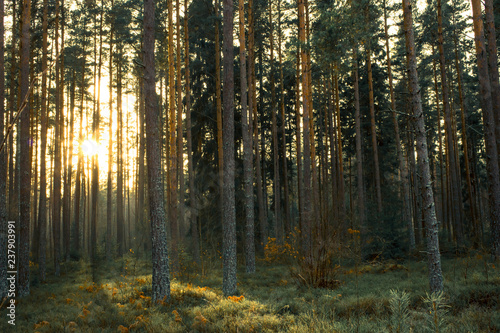 Fototapeta Naklejka Na Ścianę i Meble -  Scandinavian dark woods with a sunset in the background