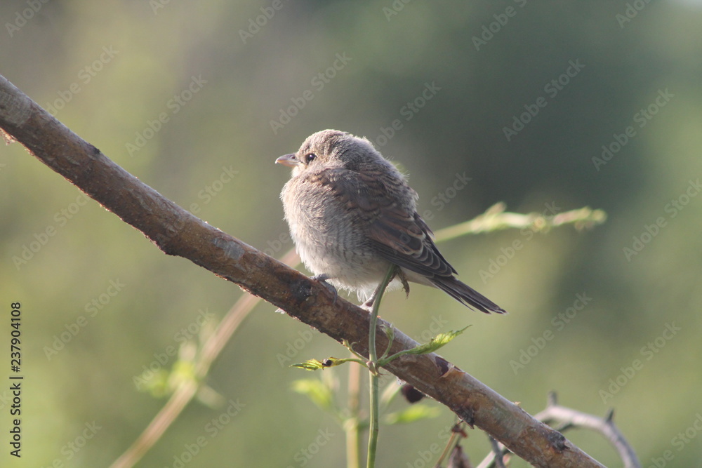 baby bird Shrike on a branch