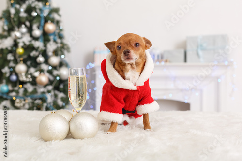 New Year. Decorated room with dog in santa costume standing near glass of champagne and baubles close-up photo