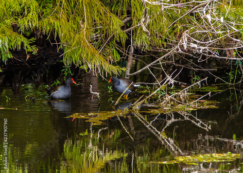 Common Gallinules Face to Face in the Swamp photo