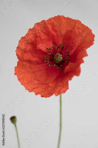 Fototapeta Naklejka Na Ścianę i Meble -  Beautiful red poppy on white background