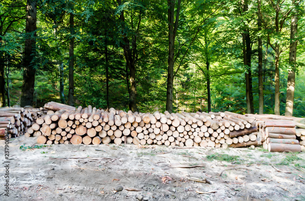 Pile of Logs in Forest | Location: Beskid Sądecki, Carpathian Mountains, Lesser Poland Voivodeship, Poland
