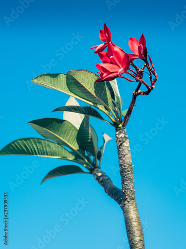 Luntom, Plumeria Flower photo