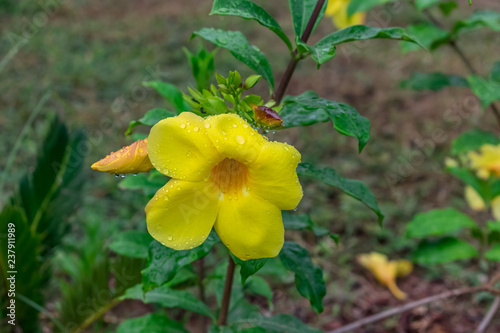 yellow allamanda flower with water drops with leaves looking awesome after rain fall in  rainy day .