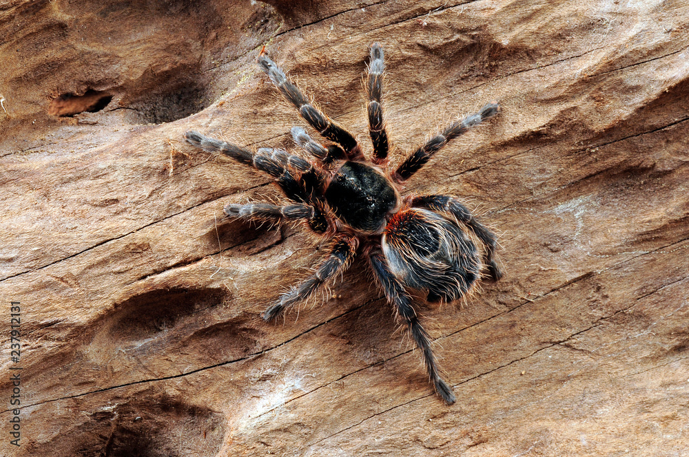 Chilenische Vogelspinne (Euathlus sp.smaragd) - tarantula from Chile 스톡 ...