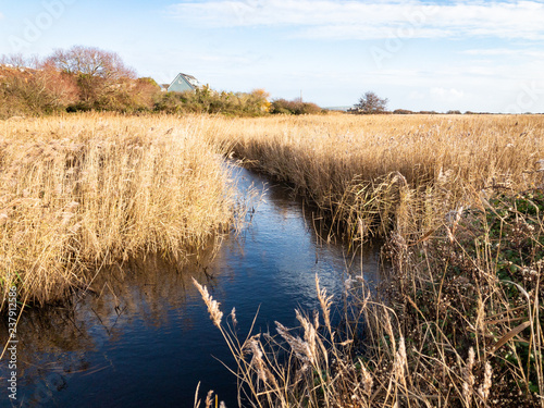 Reeds at Lodmoor Country Park