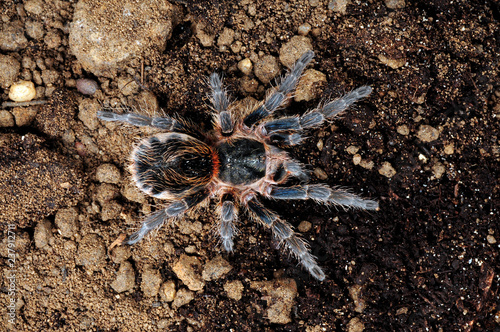 Chilenische Vogelspinne (Euathlus sp.smaragd) - tarantula from Chile photo