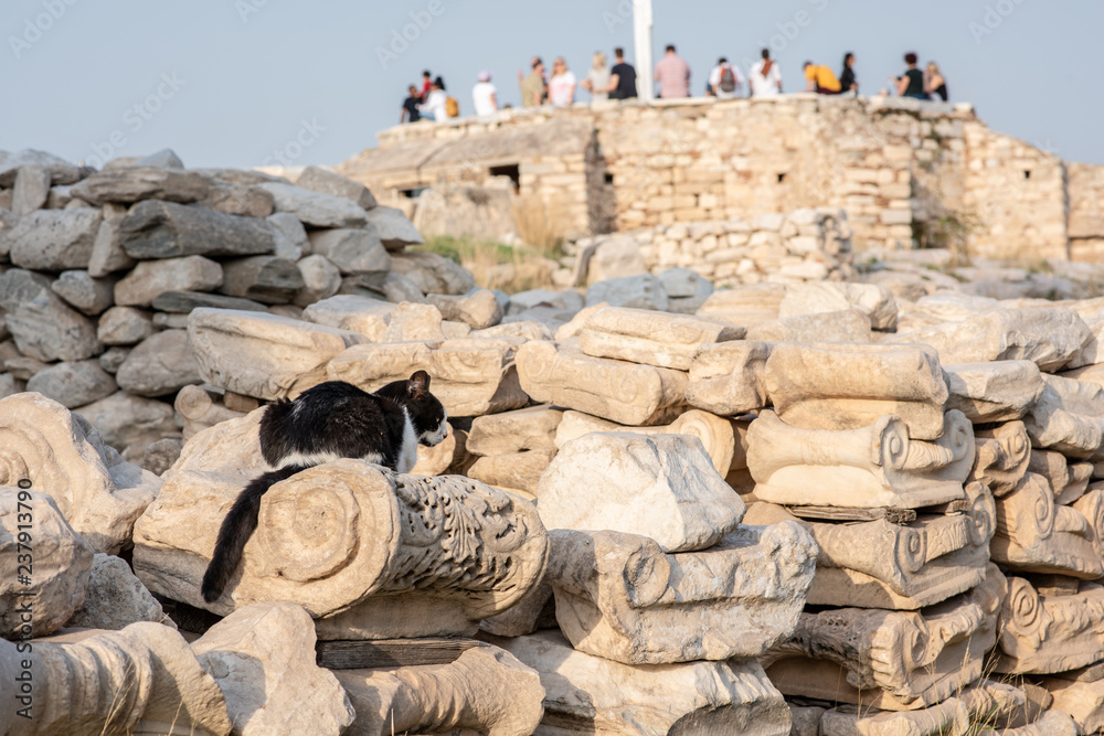 Φωτογραφία At the Acropolis in Athens, Greece, a stray cat sits on a pile of ancient ruins, consisting of the tops of ionic columns shaped like scrolls