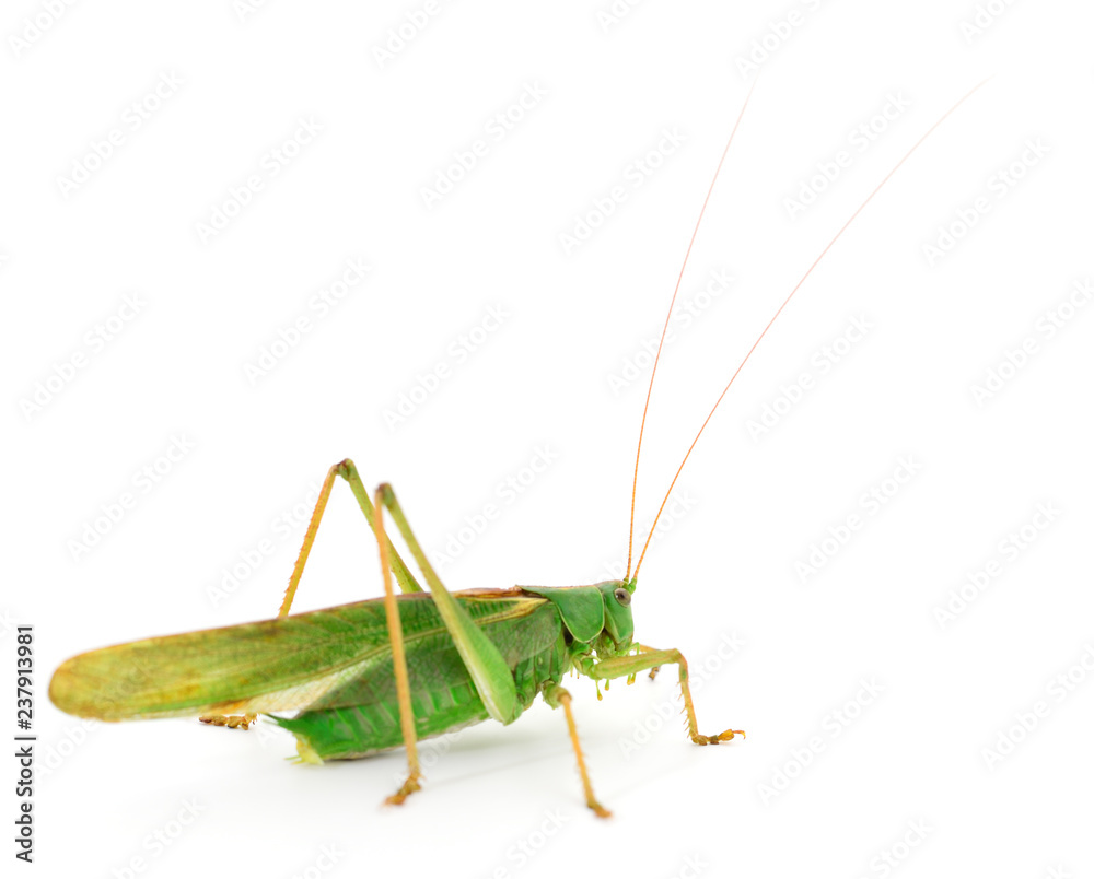 Locust Locust