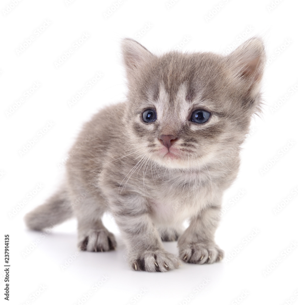 Obraz premium Small gray kitten.
