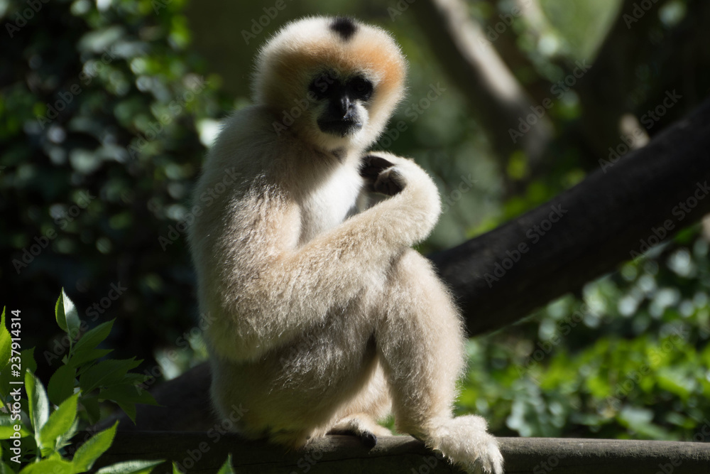 gibbon gibbon
