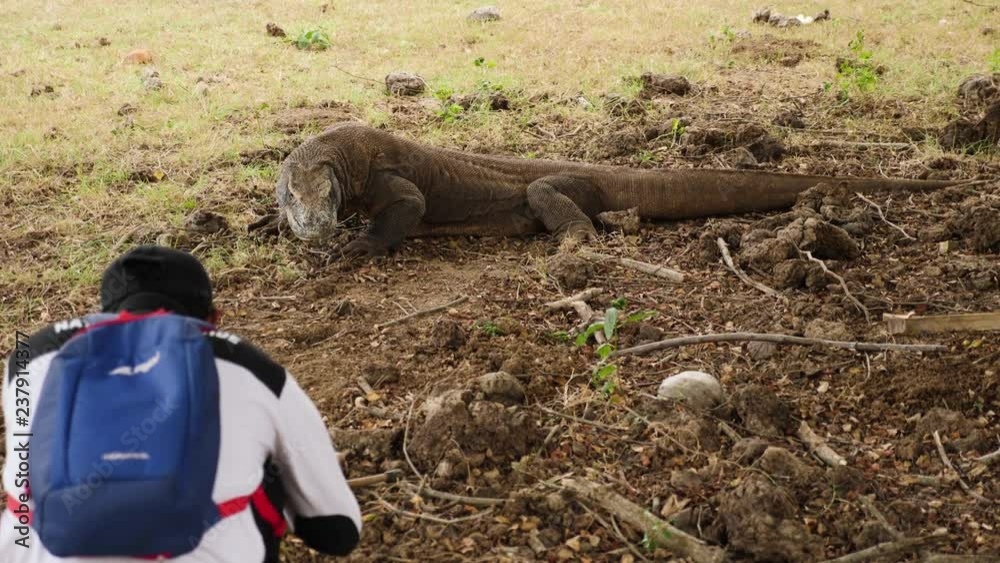4K SLOW MOTION Of Large Komodo Dragon Laying Down On Dirt Stretching