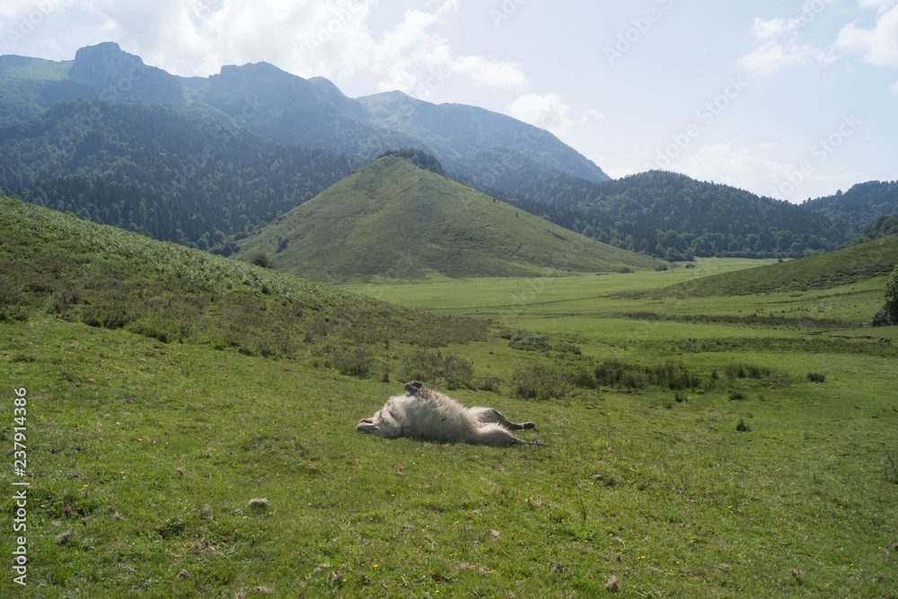 Naklejka premium chien des pyrénnées