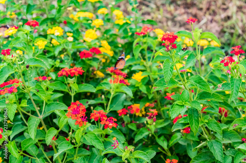 beautiful colourful blooming Lantana camara on a garden with butterfly flying on flower with greenery leaves in rainy season.