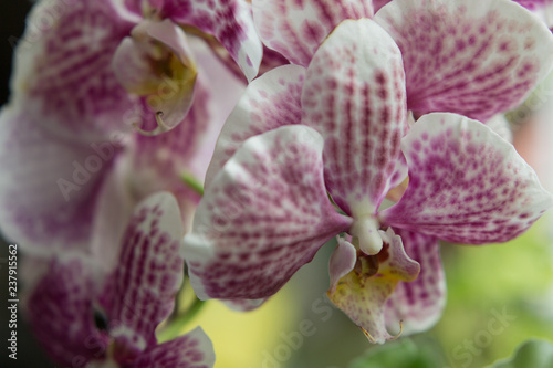 purple Orchid. blooming Orchid. Orchid background