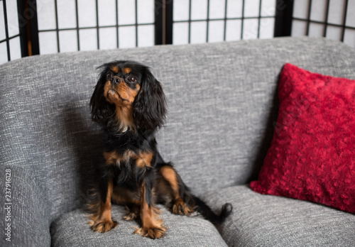 Cute, sweet, Cavalier King Charles Spaniel, black and tan, on a gray sofa, with red pillow.