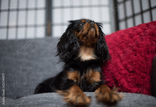 Cute, sweet, Cavalier King Charles Spaniel, black and tan, on a gray sofa, with red pillow.