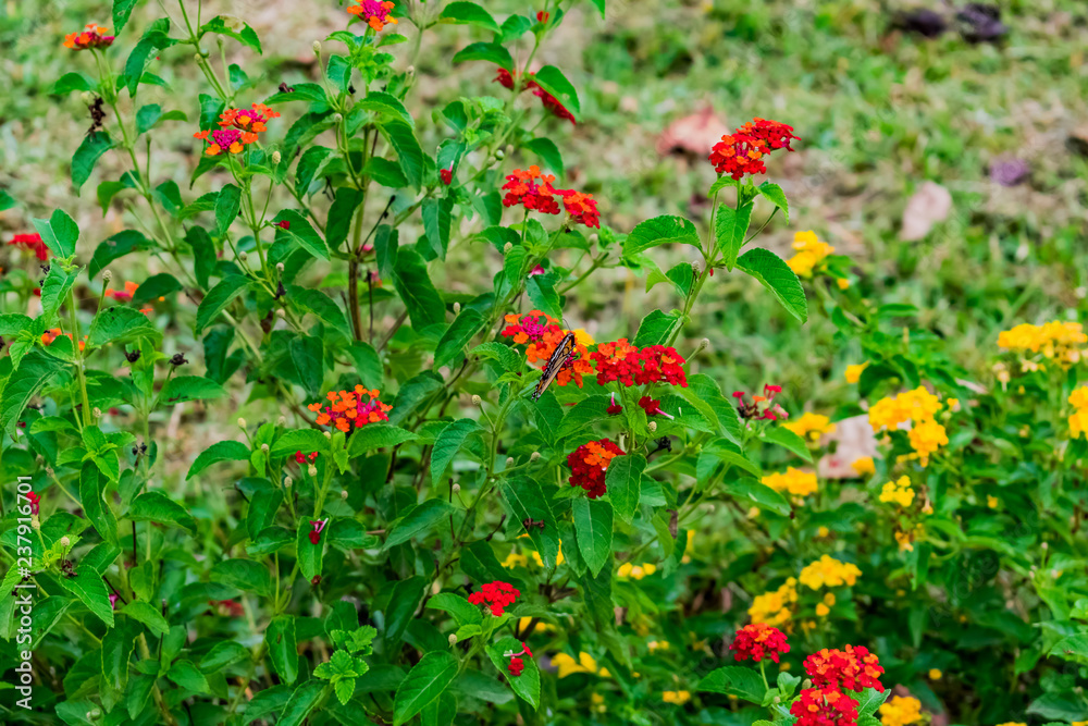 beautiful colourful blooming Lantana camara on a garden with butterfly flying on flower with greenery leaves in rainy season.