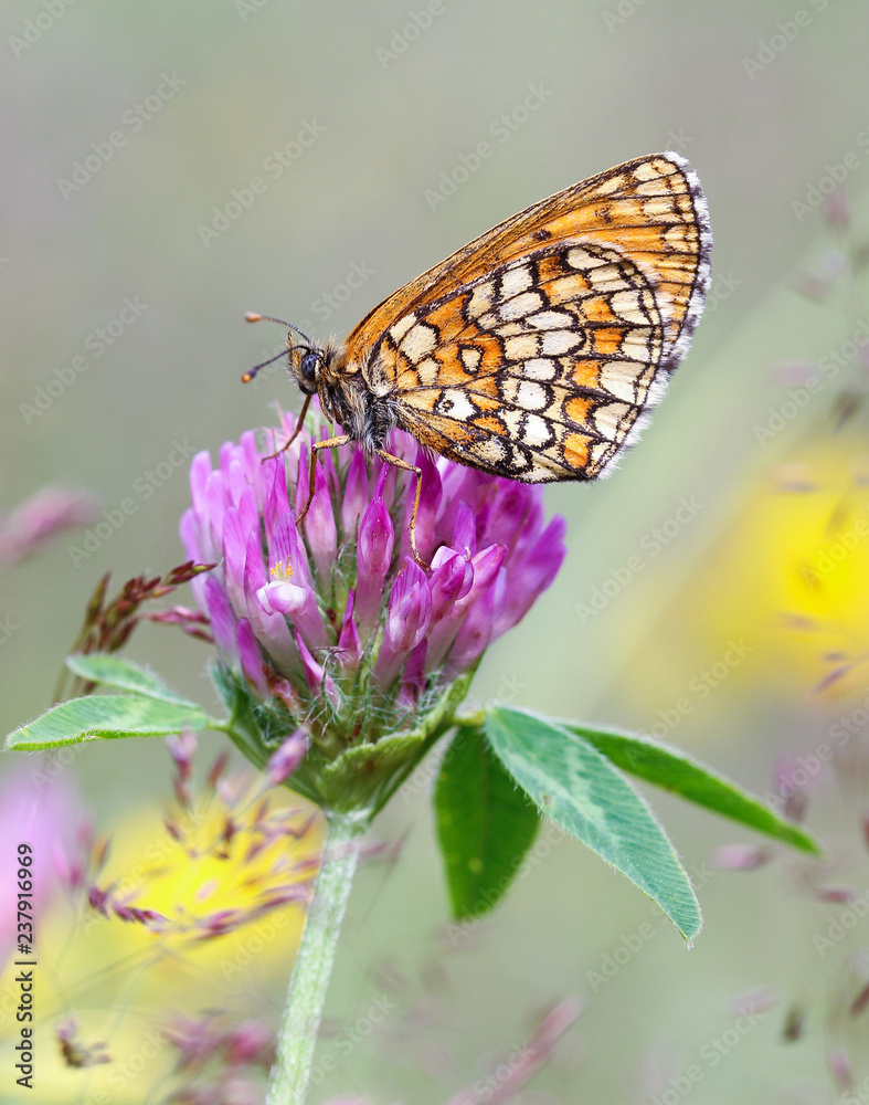 Obraz premium Butterfly on flower