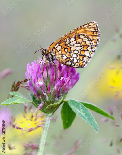 Butterfly on flower photo