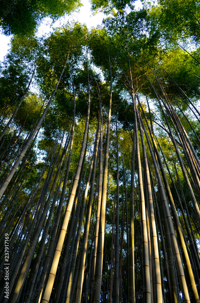 Bambouseraie, Arashiyama, Kyoto, Japon Bambouseraie, Arashiyama, Kyoto, Japon