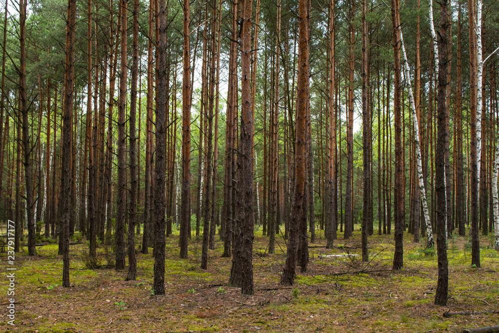 Thick pine forest