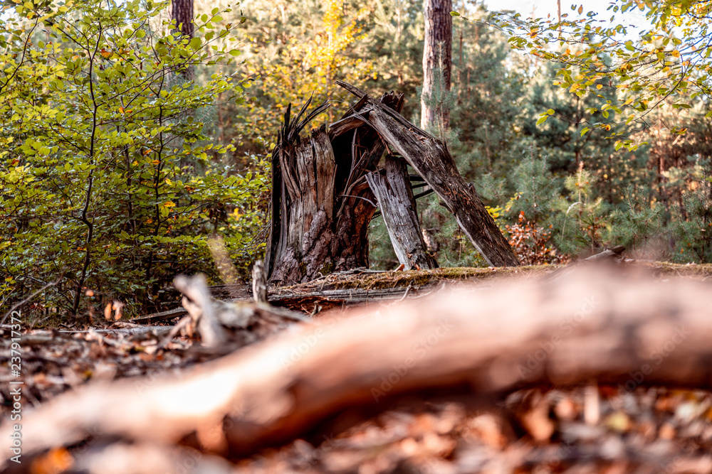 Obraz premium Bent tree