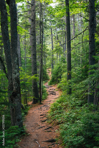 A trail in a lush forest along the Kancamagus Highway, in White Mountain National Forest, New Hampshire © jonbilous