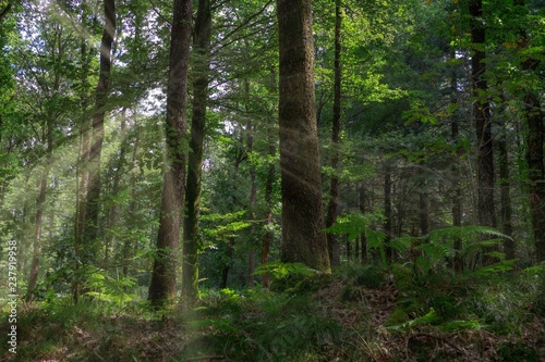 Photos contre jour forestier