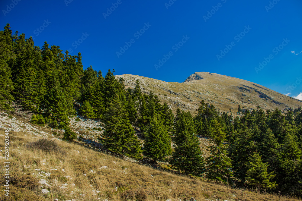 forest mountain ridge nature landscape panorama view from below meadow with many pine trees