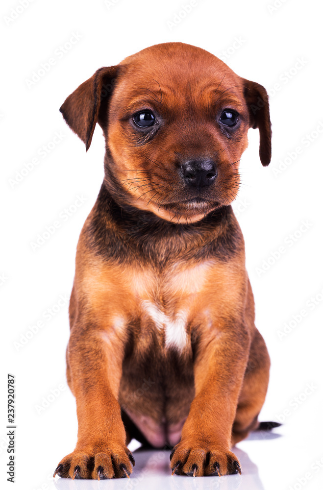 Miniature pinscher isolated on a white 