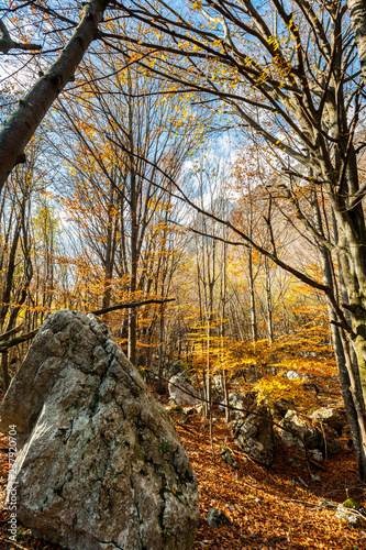 Bosco in autunno photo