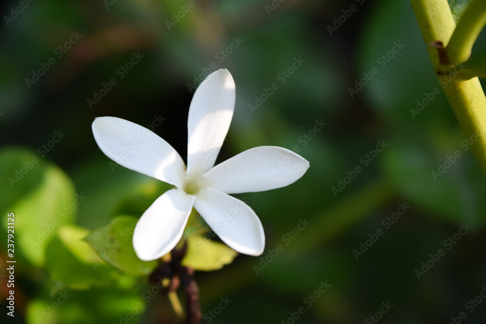 Obraz premium white flower