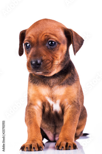 Adorable miniature pinscher puppy